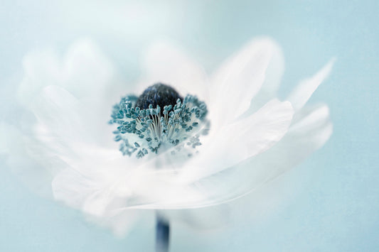 Candy floss fototapet