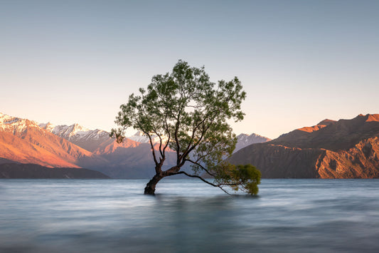 wanaka tree fototapet