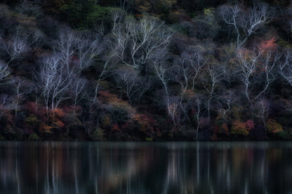 white birch fototapet