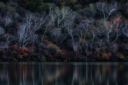 white birch fototapet