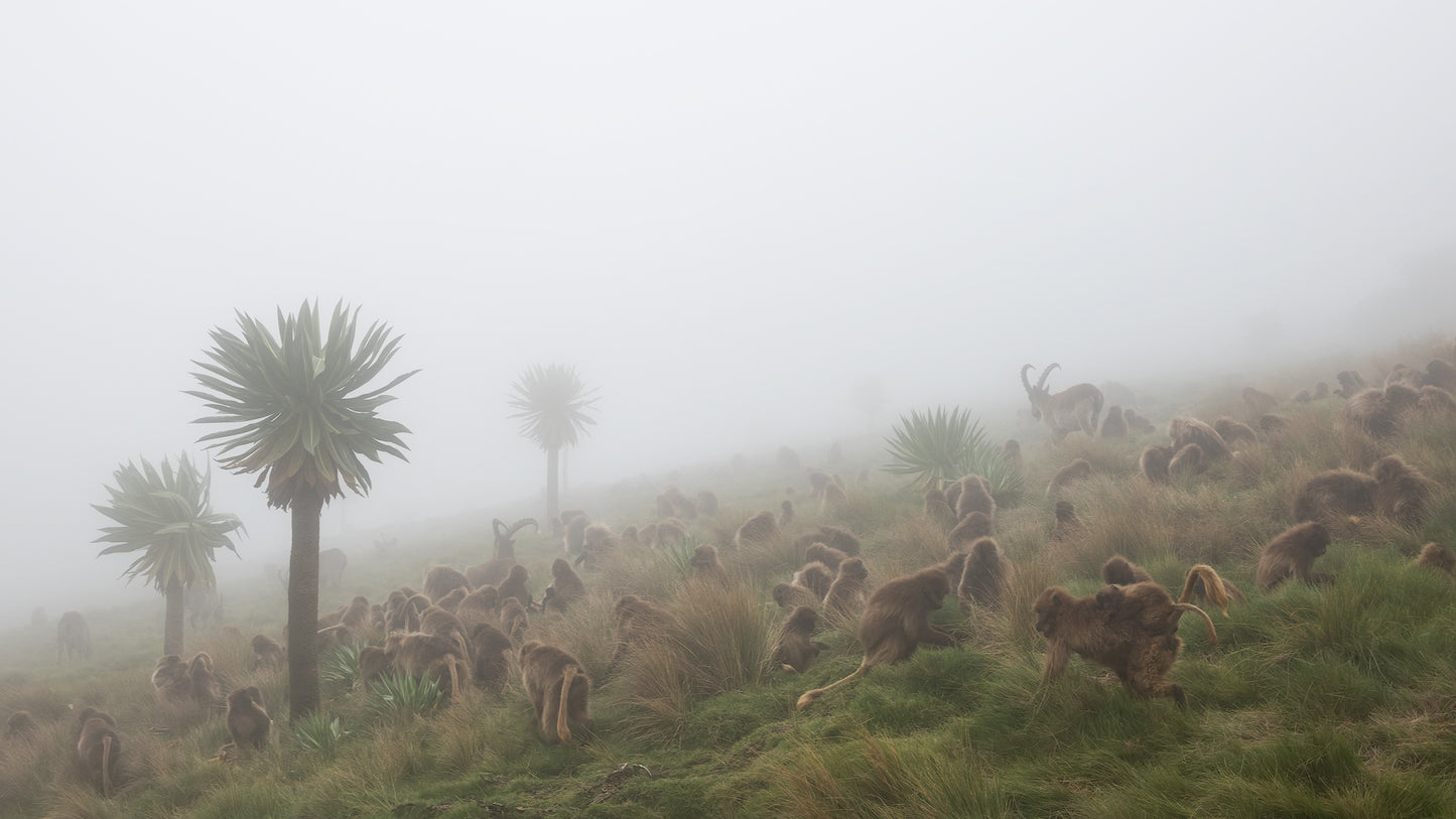 walia ibex into a gelada troop fototapet
