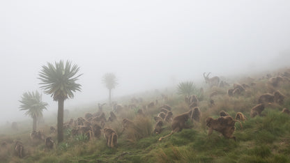 walia ibex into a gelada troop fototapet