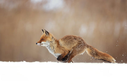 Red Fox fototapet