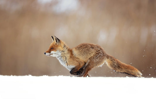 Red Fox fototapet
