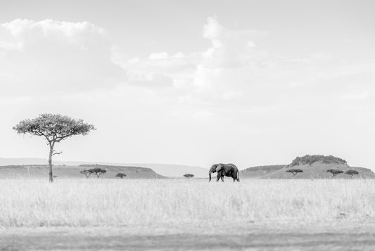 HIGH KEY SAVANNAH fototapet