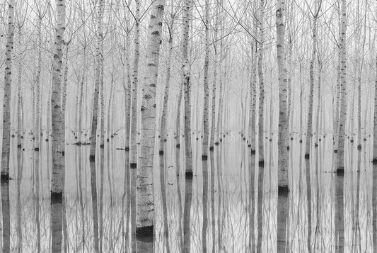 Novembre 2014 fototapet