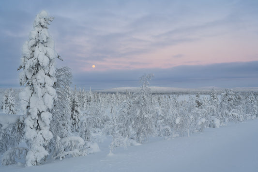 Winter Wonderland fototapet