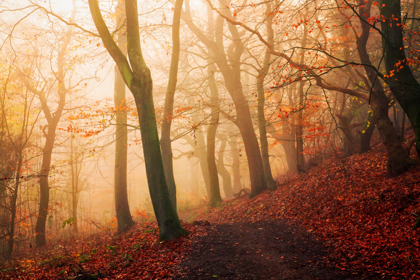 Wake up forest. fototapet