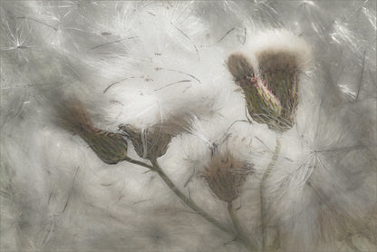 thistle blast fototapet