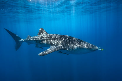 Whale shark in the blue fototapet