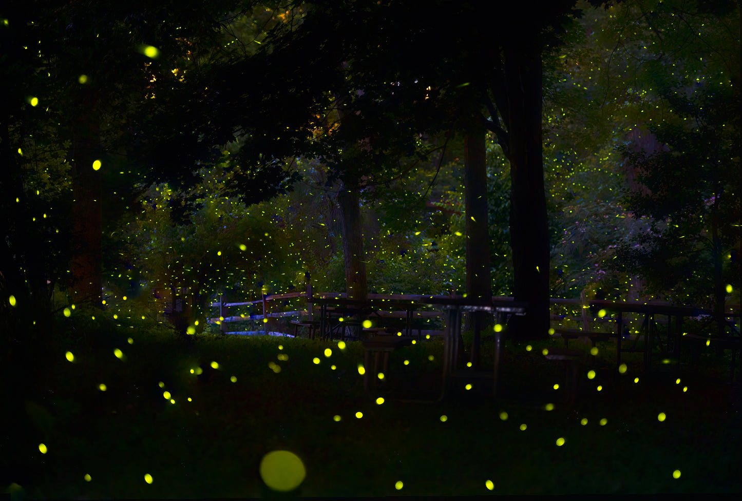 Amazing Fireflies Light fototapet
