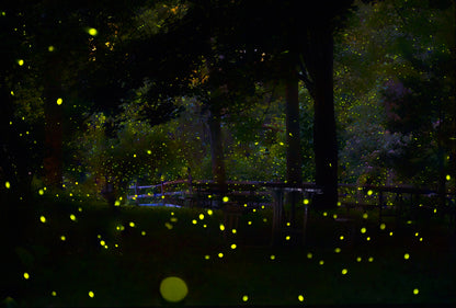 Amazing Fireflies Light fototapet