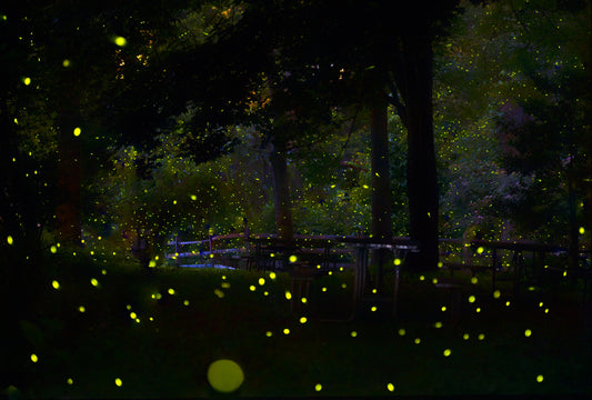 Amazing Fireflies Light fototapet