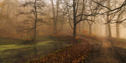 Which Path II fototapet