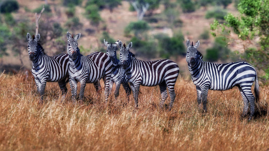 Zebras fototapet