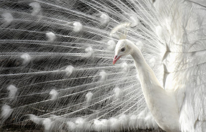 wight is white fototapet