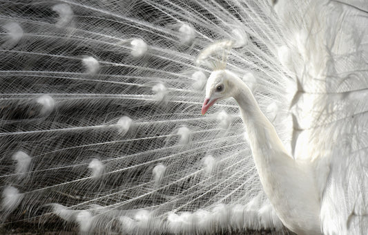 wight is white fototapet