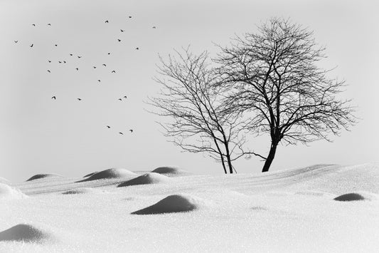 Winter visitors fototapet