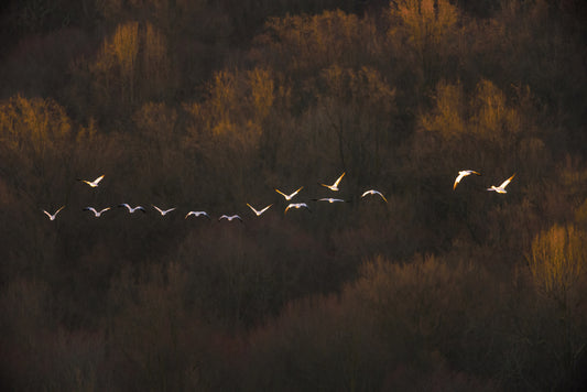 Morning Mood fototapet