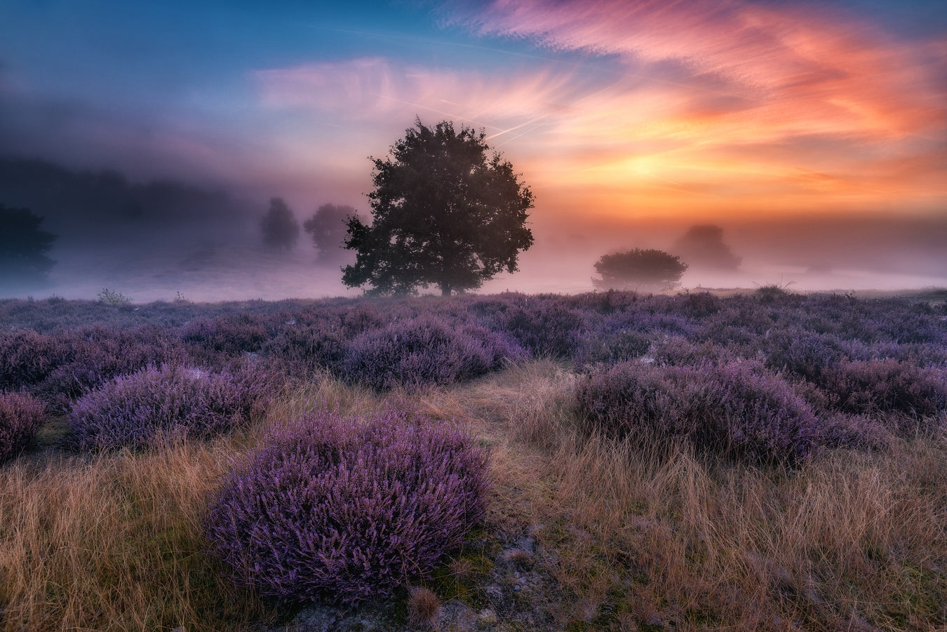 "autumn longing" fototapet