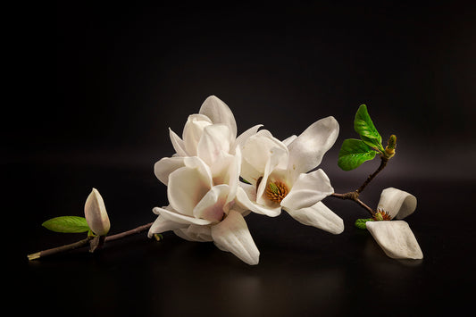Magnolia fototapet