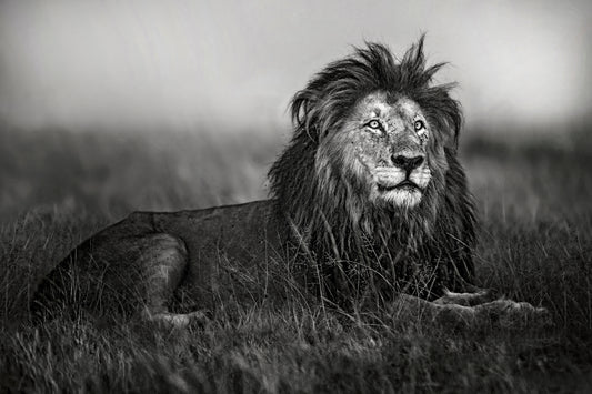 A legend of Masai Mara fototapet