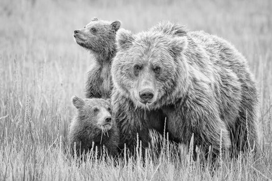 Accessing Dangers fototapet