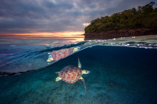Green turtle with sunset fototapet