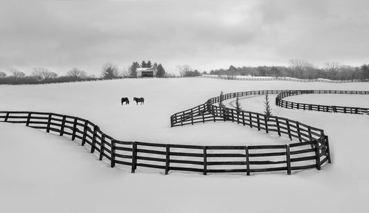 Winter Snake fototapet