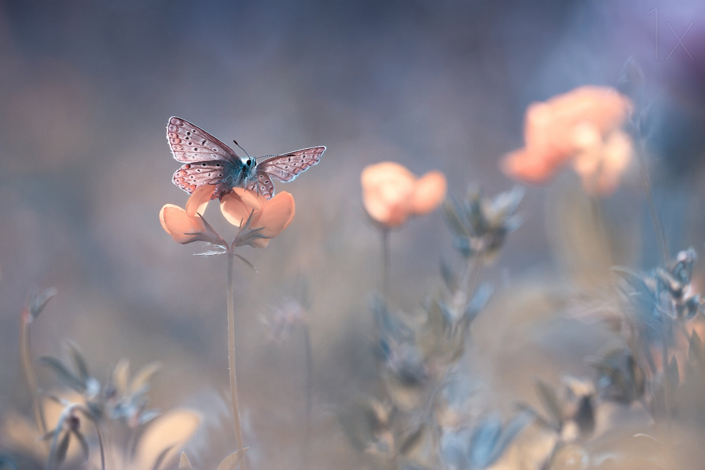 The Lady of Lothlorien fototapet