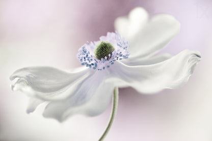 Anemone breeze fototapet