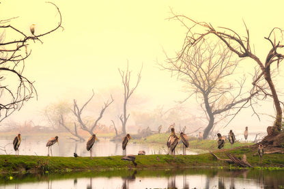 Painted storks at rest fototapet