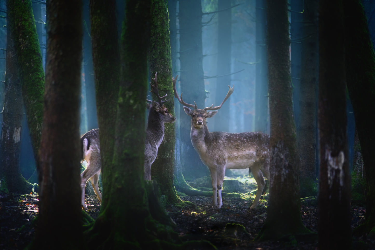 Deers fototapet