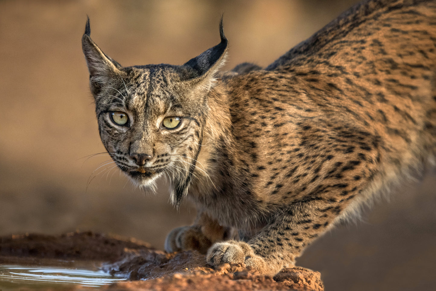 Wild Iberian Lynx fototapet