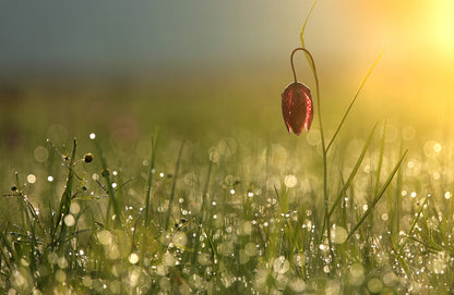 Wide tulip fototapet