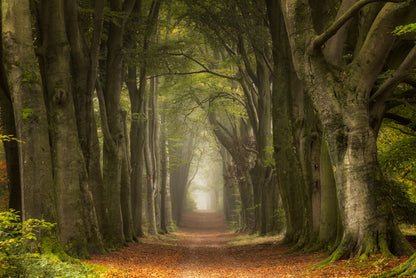 Antiquated fototapet