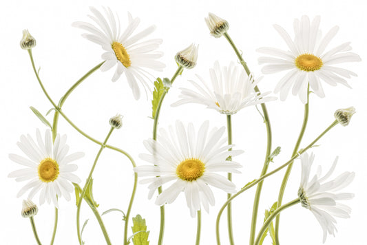 Ox eye Daisies fototapet