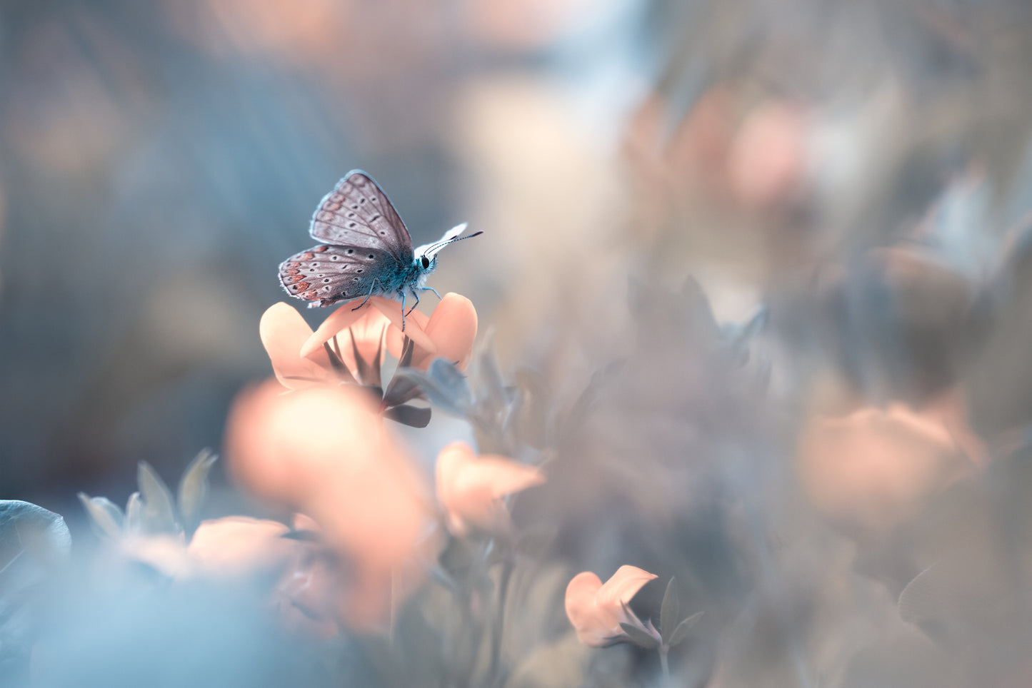 Parmi les dakinis fototapet