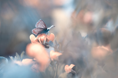 Parmi les dakinis fototapet