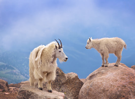 A Mother's Smile fototapet