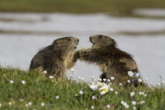 Alì vs Foreman fototapet