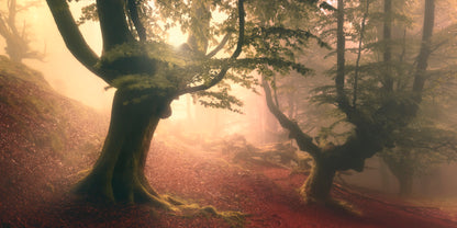 Fangorn forest fototapet