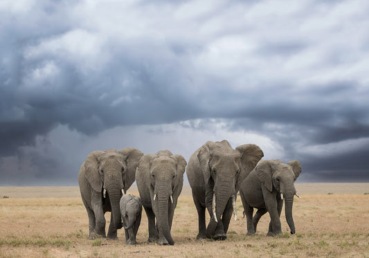 Elephant Walk fototapet