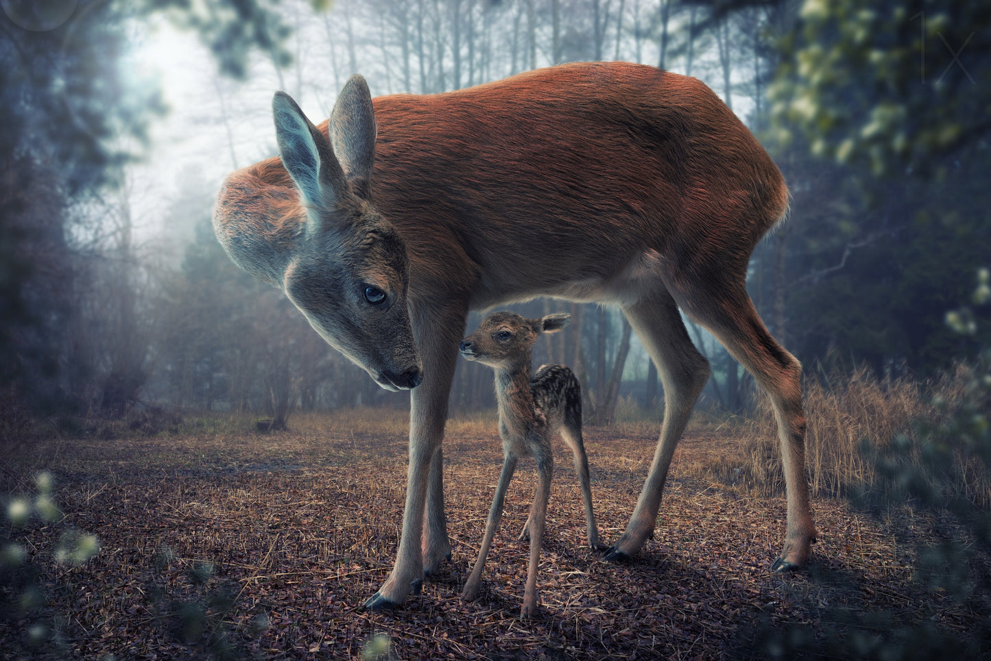 Mother and Fawn fototapet