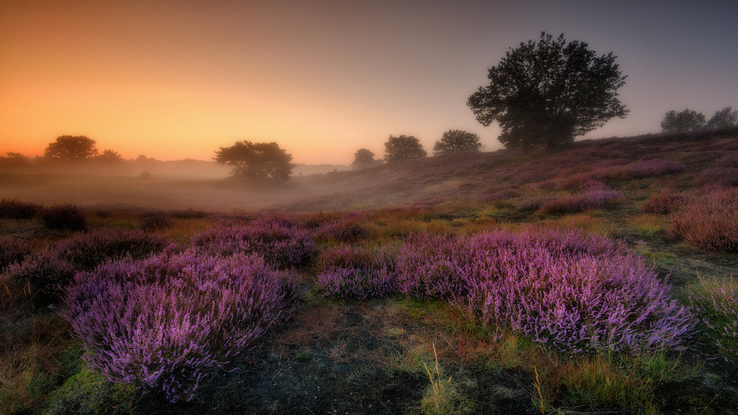 "SLEEPING BEAUTY" fototapet