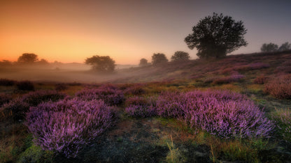 "SLEEPING BEAUTY" fototapet