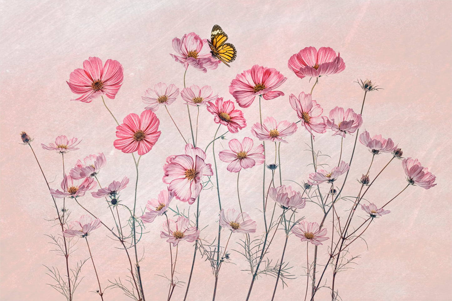 Cosmos and Butterfly fototapet