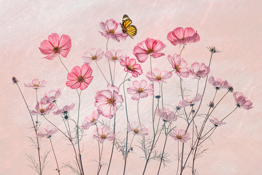 Cosmos and Butterfly fototapet