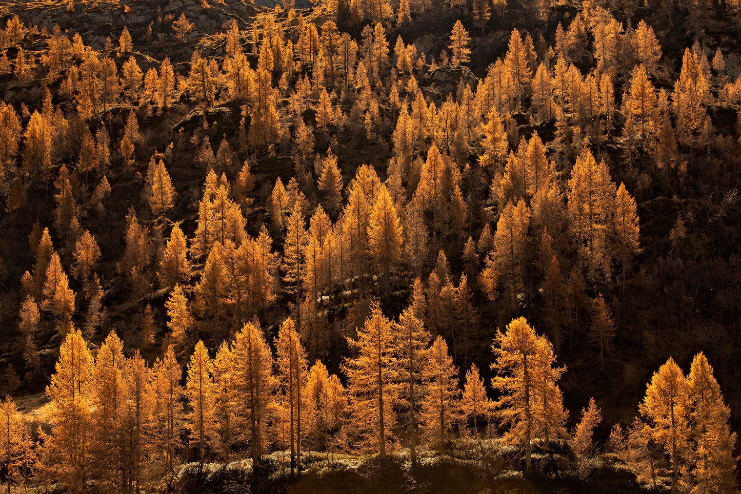 larches in autumn fototapet