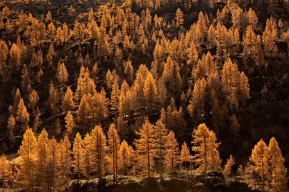 larches in autumn fototapet